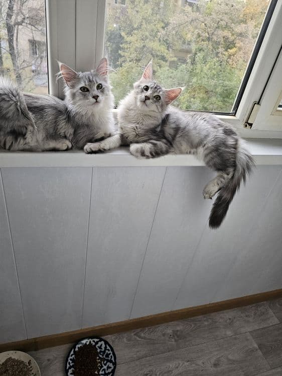 Продажа котят породы май-кун. — 4