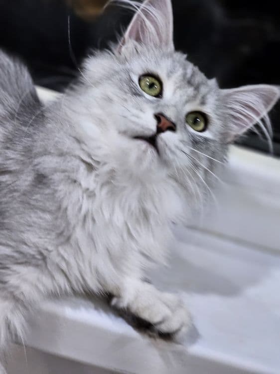 Продажа котят породы май-кун. — 5