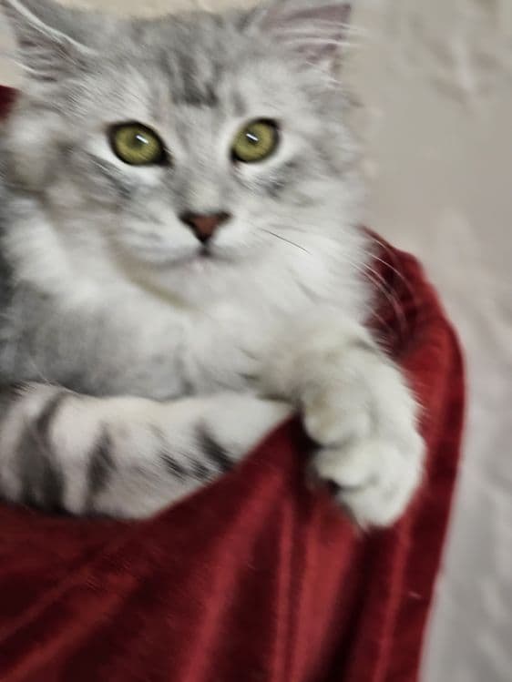 Продажа котят породы май-кун. — 6