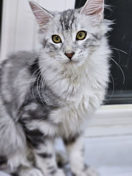 Продажа котят породы май-кун. — 7