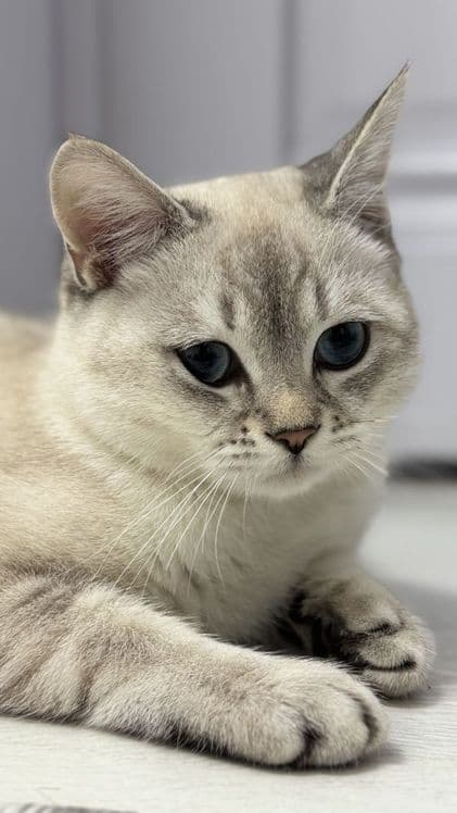 British Shorthair mushuk sotiladi — 2