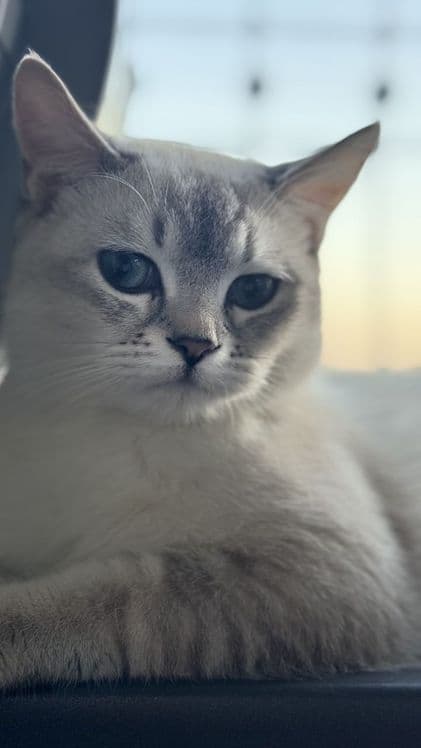 British Shorthair mushuk sotiladi — 3