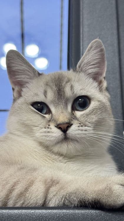 British Shorthair mushuk sotiladi — 4
