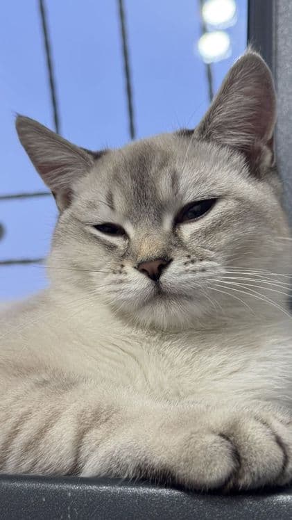 British Shorthair mushuk sotiladi — 5