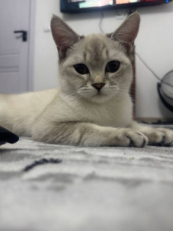 British Shorthair mushuk sotiladi — 6