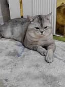 Mramorniy shinshila toza qon
