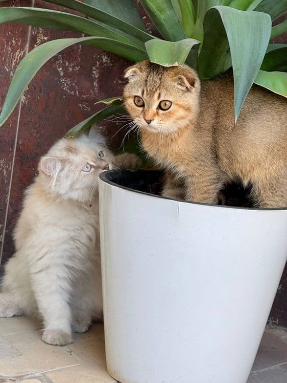 Кощка(мушук)шиншила — 2