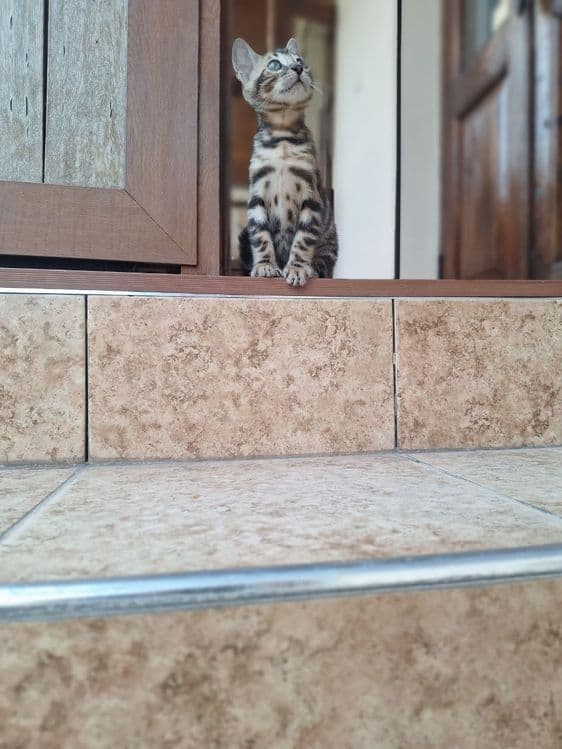 Бенгальский котенок — 2