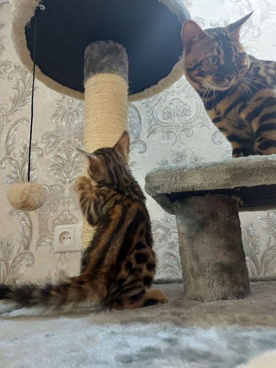 Бенгальский котенок — 3