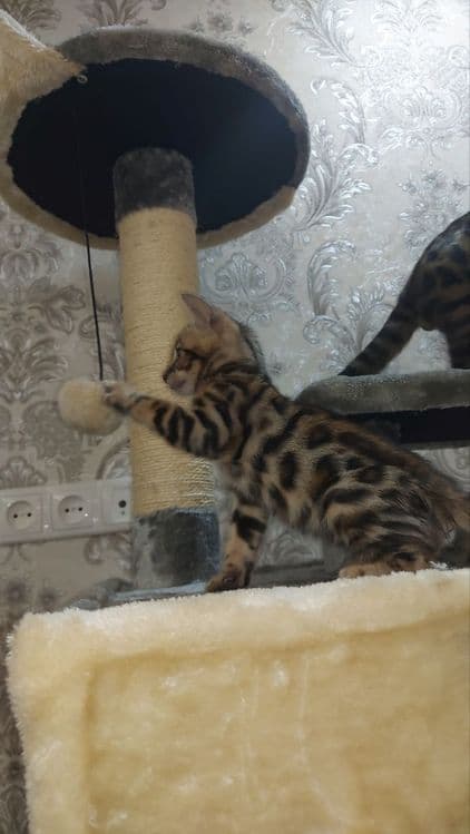 Бенгальский котенок — 4