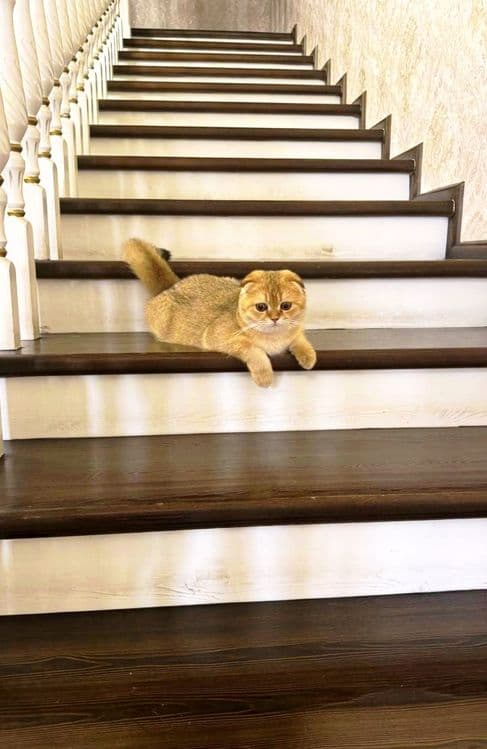 Продаётся чистокровный кот золотая шиншилла — 3