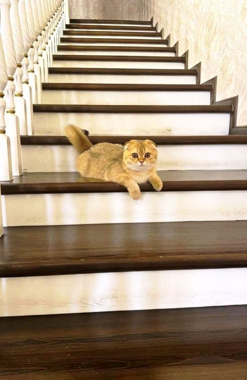 Продаётся чистокровный кот золотая шиншилла — 5