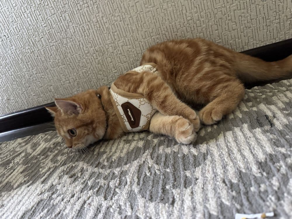Шиншилла Страйт золотой окрос — 3