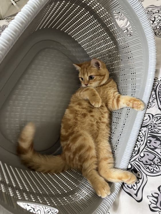 Шиншилла Страйт золотой окрос — 5