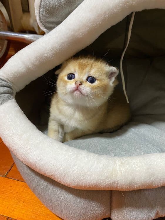 Продаю британских котят, качества люкс. — 2