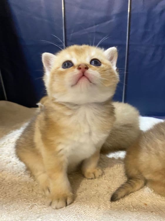 Продаю британских котят, качества люкс. — 6