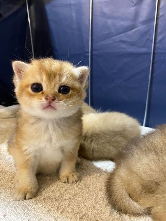 Продаю британских котят, качества люкс. — 7