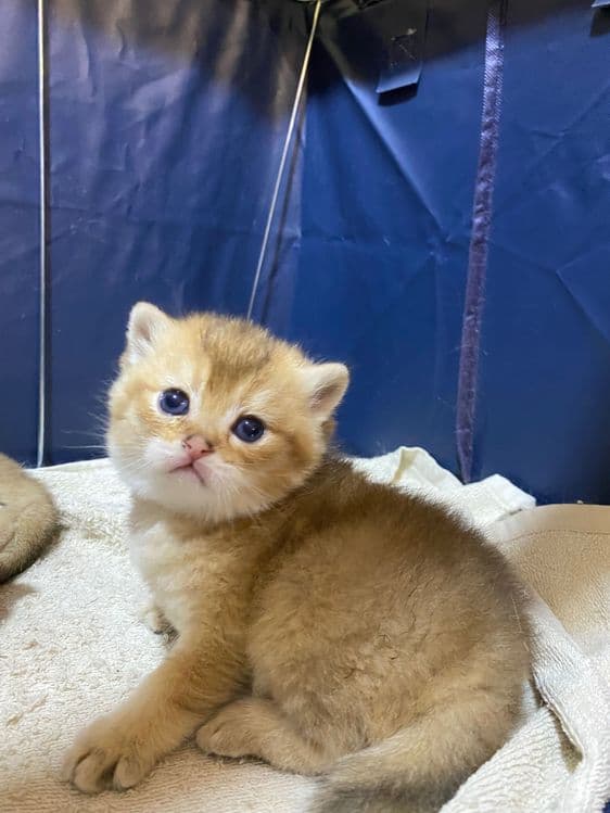 Продаю британских котят, качества люкс. — 8