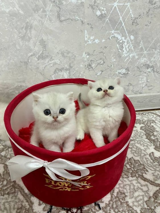 Продаётся котята mushukchalar sotiladi — 1