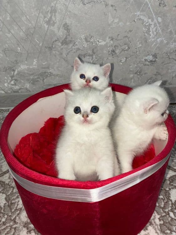 Продаётся котята mushukchalar sotiladi — 2