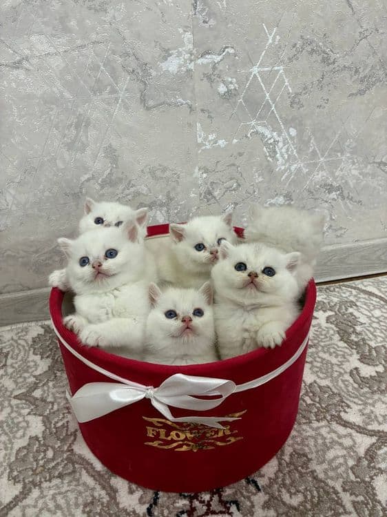 Продаётся котята mushukchalar sotiladi — 3