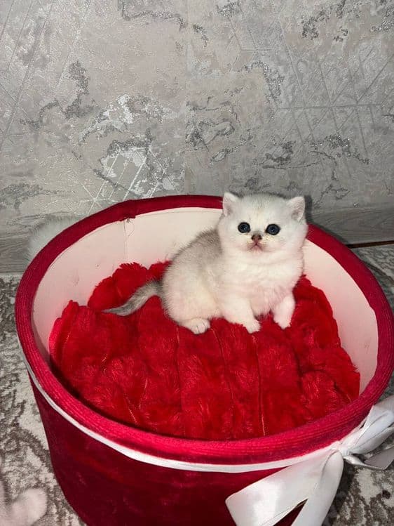 Продаётся котята mushukchalar sotiladi — 4