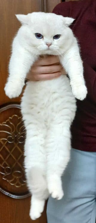Продаётся котята mushukchalar sotiladi — 5