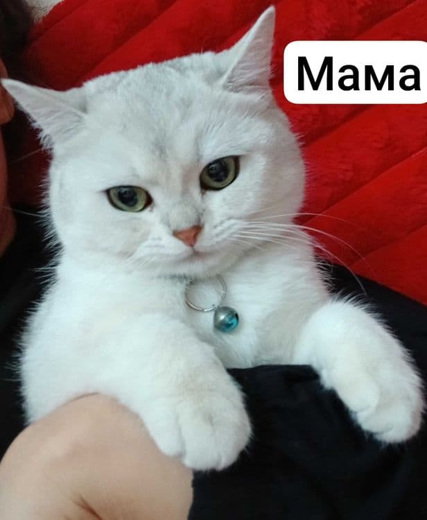 Продаётся котята mushukchalar sotiladi — 6