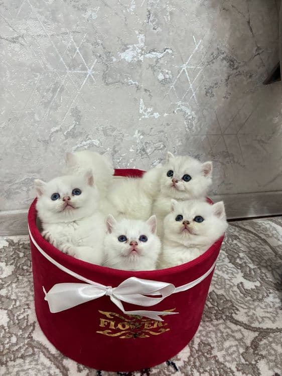 Продаётся котята mushukchalar sotiladi — 7