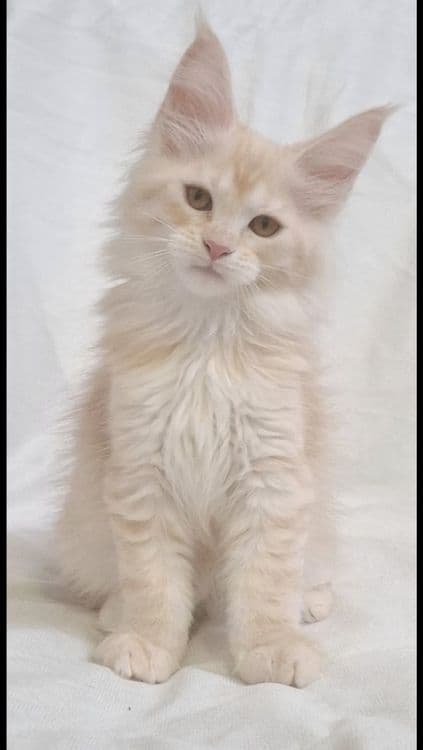 Котята  породы Мейн-кун — 4