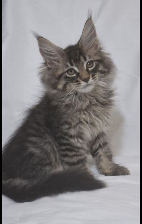Котята  породы Мейн-кун — 5