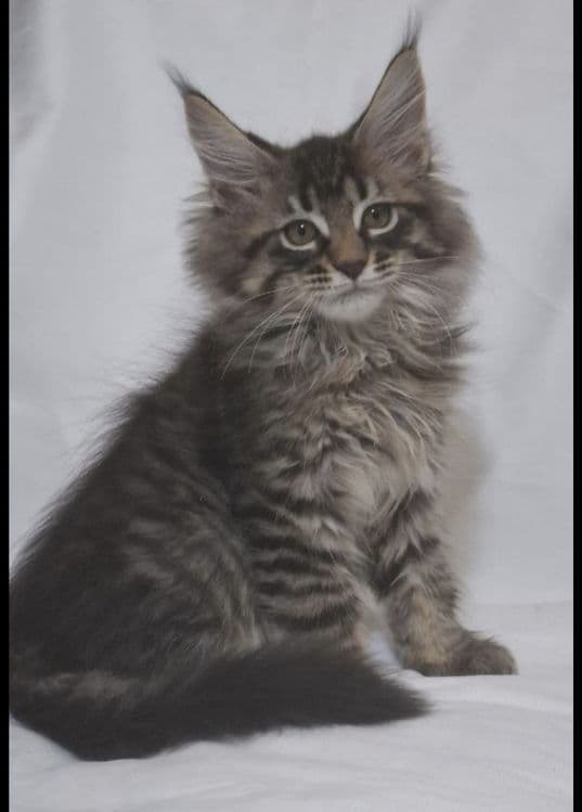 Котята  породы Мейн-кун — 8