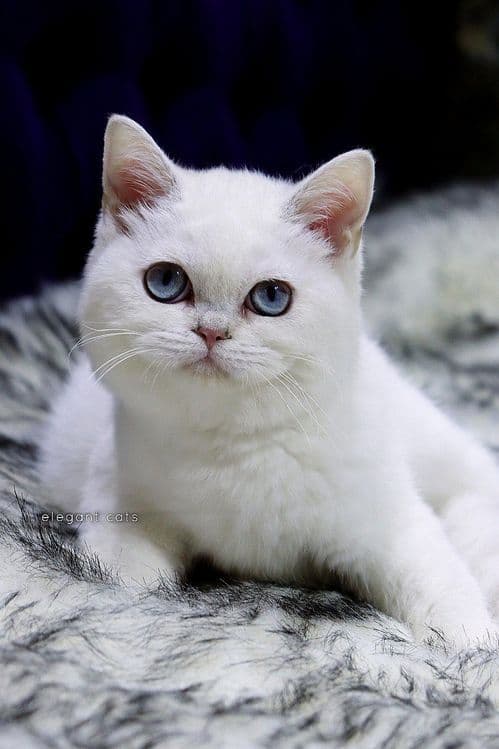 Продаётся Шотландский мальчик и девочка — 2
