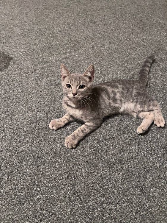 Bengal og'il, amerikansky qz, shinshila og'il — 4