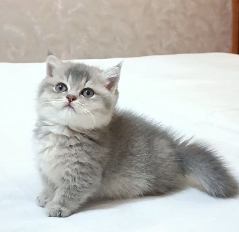 Продаётся Манчкин девочка — 1