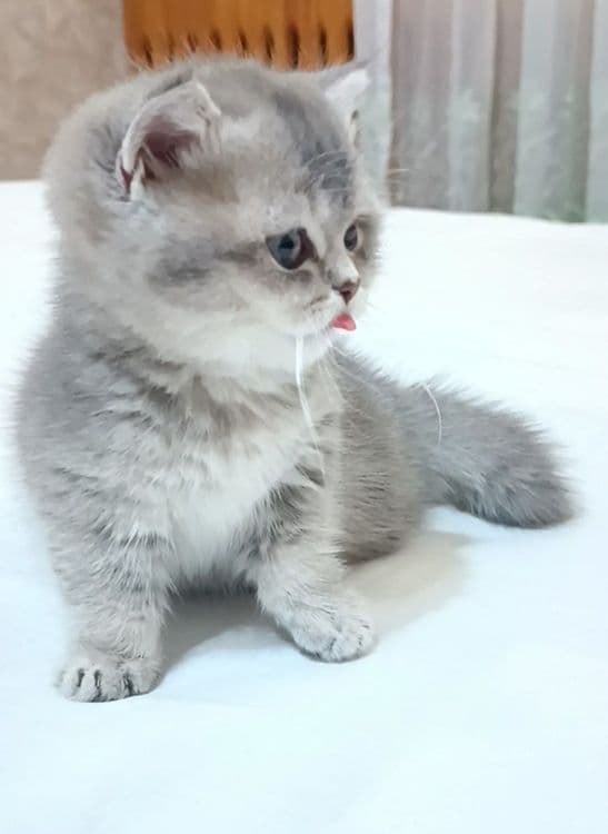 Продаётся Манчкин девочка — 3