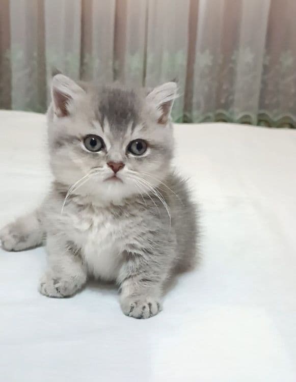 Продаётся Манчкин девочка — 4