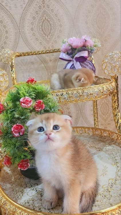 Котята скотиш фонд золотые шиншилы — 2