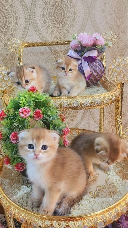 Котята скотиш фонд золотые шиншилы — 3