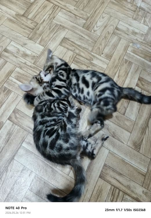 Продаются Бенгалы 2 девочки 4 мальчика — 4