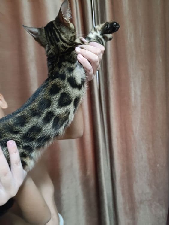 Продаются Бенгальские котята — 3