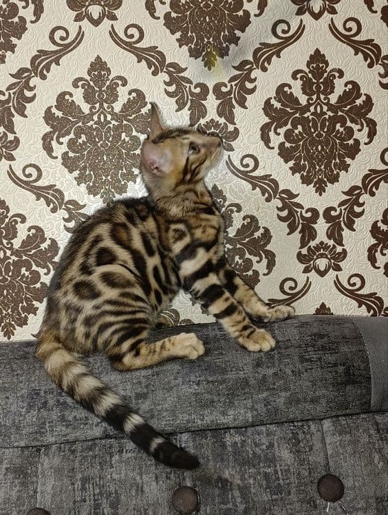 Продаются Бенгальские котята — 4