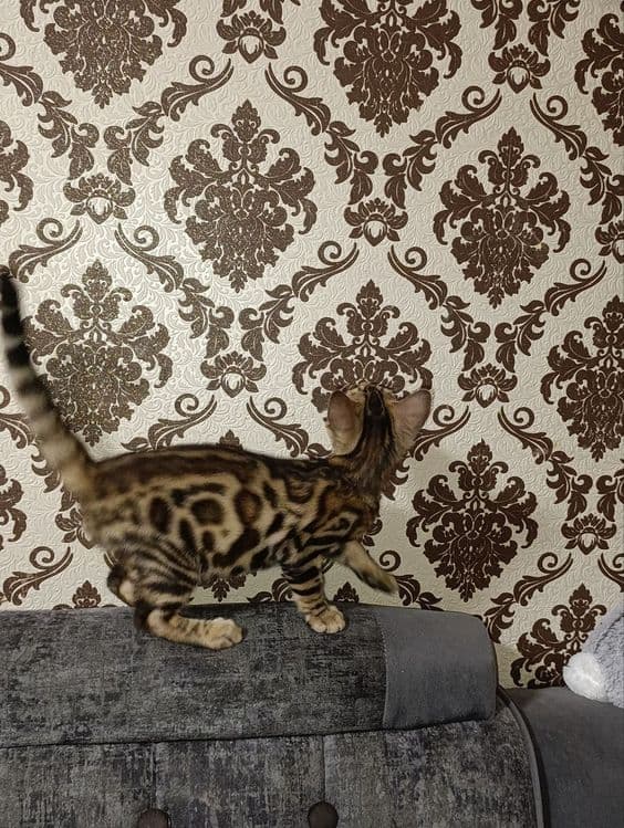 Продаются Бенгальские котята — 5