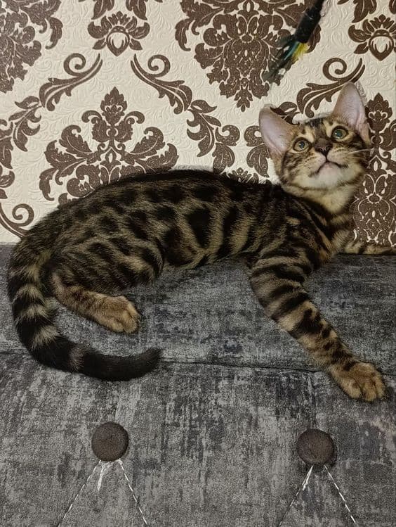 Продаются Бенгальские котята — 6