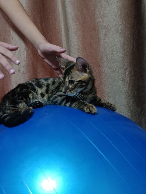 Продаются Бенгальские котята — 7