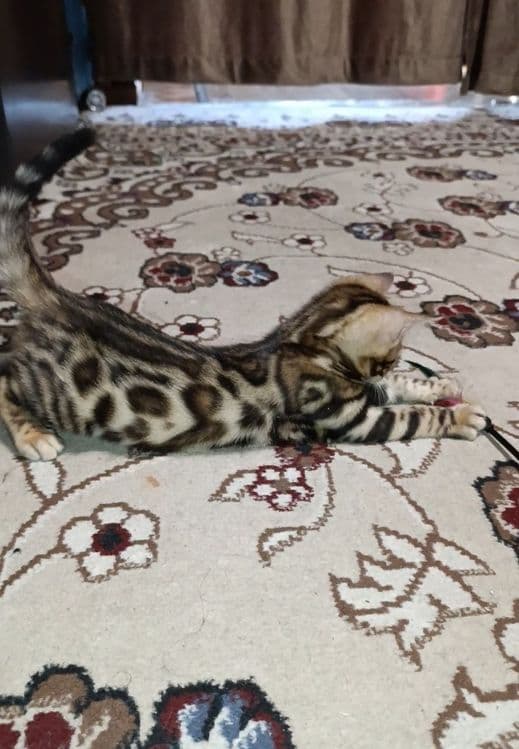 Продаются Бенгальские котята — 8