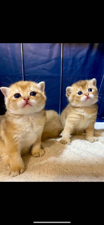 Продаю здоровых котят золотая шиншилла. — 1