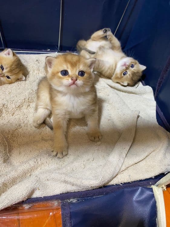 Продаю здоровых котят золотая шиншилла. — 2