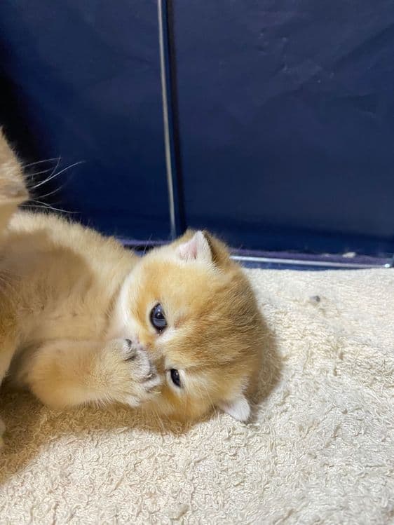 Продаю здоровых котят золотая шиншилла. — 3
