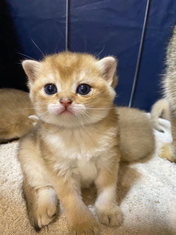 Продаю здоровых котят золотая шиншилла. — 4
